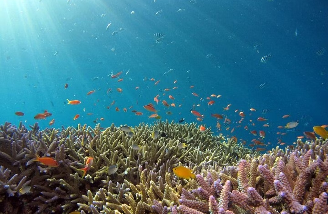 Advanced Diving – 45 Minutes (Licensed Divers)