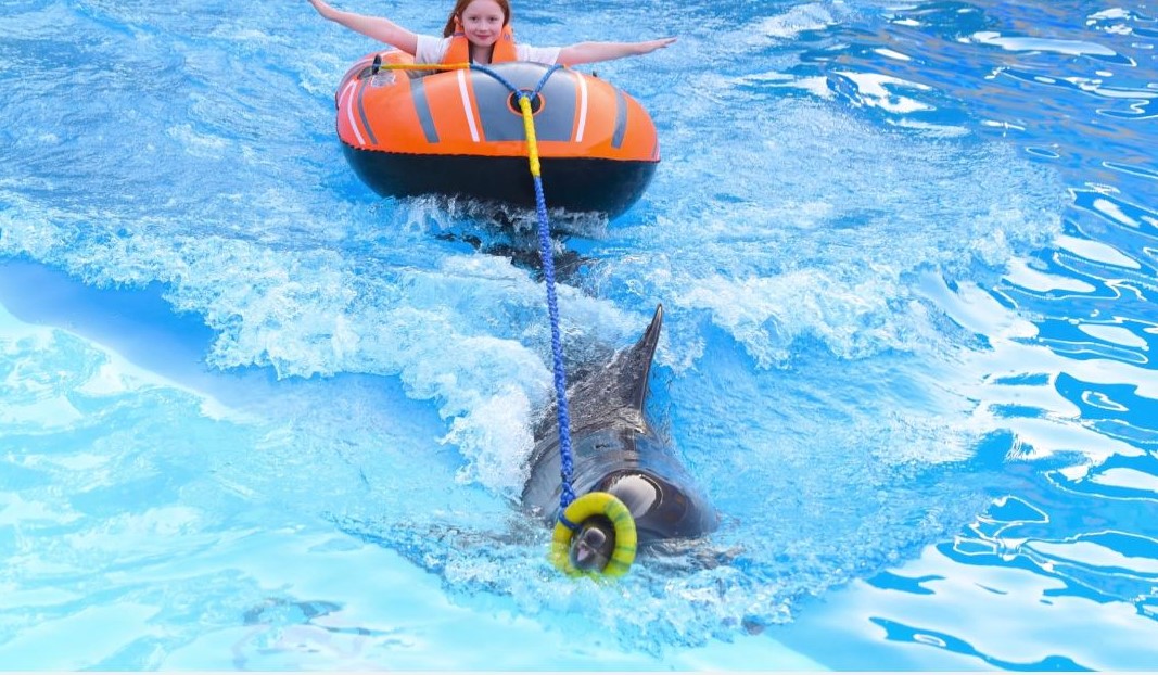Dolphin Show & Swimming Experience