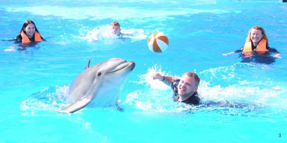 Dolphin Show & Swimming Experience