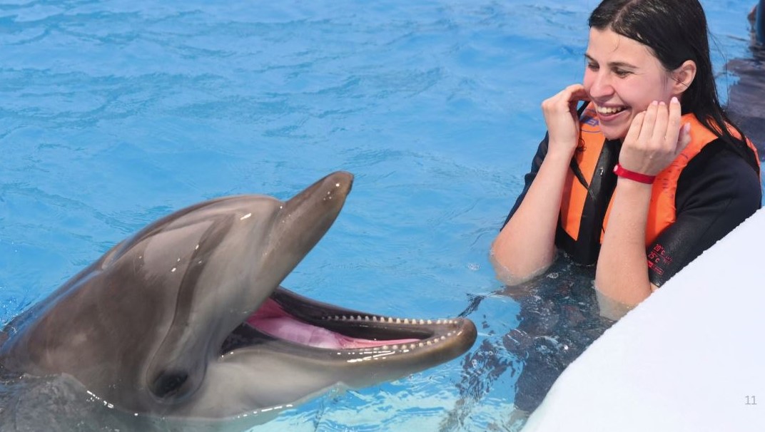 Dolphin Show & Swimming Experience