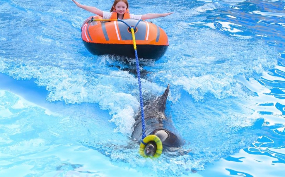 Dolphin Show & Swimming Experience