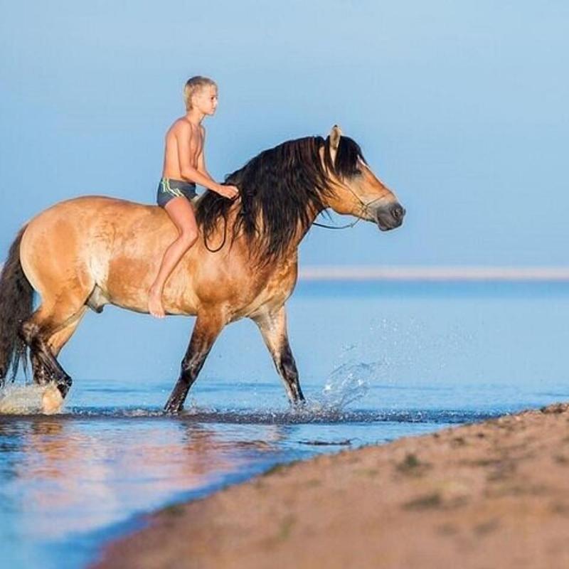 Sea Horse Ride