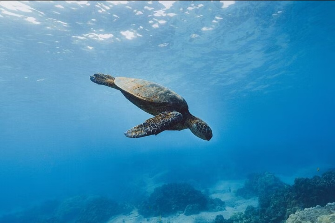 Ras Mohammed Yacht Trip – A Nature Adventure